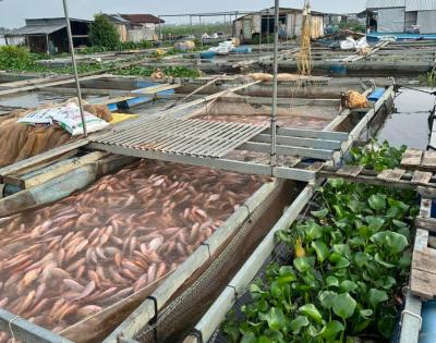 Bán cá diêu hồng giống đủ kích cỡ, chất lượng cao, mua nhiều giá tốt