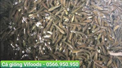 Bảng giá các loại cá giống 2023