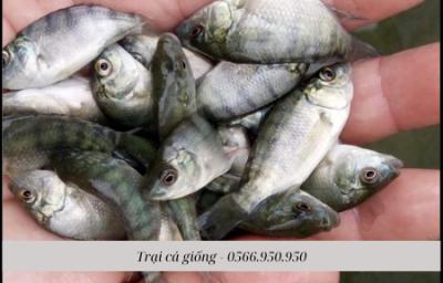 Bảng giá các loại cá giống mới nhất (26/6/2024)