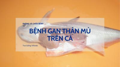 Bệnh gan thận mủ trên cá