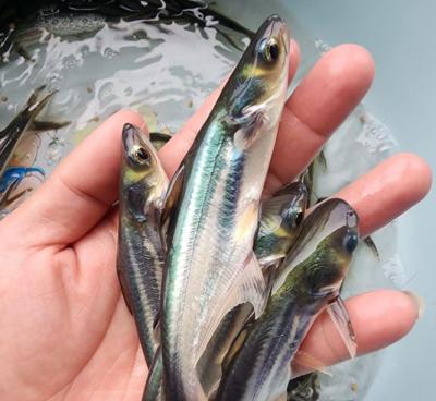 Cá Basa giống trại cá giống nước ngọt Vifoods