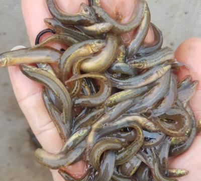 Cá chạch sụn giống đủ kích cỡ, giá rẻ, nhanh lớn, ship tận nơi