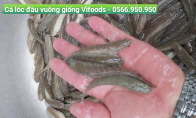 Cá lóc đầu vuông là gì? Mua cá lóc đầu vuông giống ở đâu?
