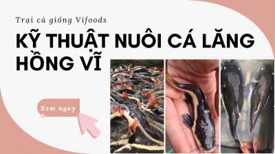 Cách nuôi cá hồng vĩ khỏe mạnh đúng kỹ thuật