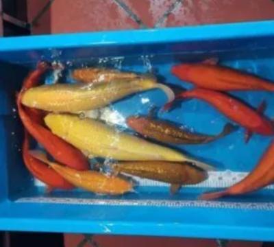 Gía cá koi các loại