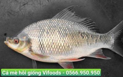 Giá cá mè hôi giống tháng 12/2023