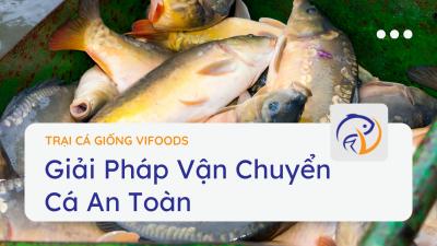 Giải Pháp Vận Chuyển Cá An Toàn