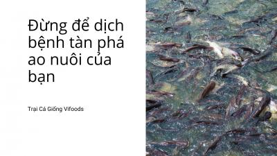 Hướng dẫn chi tiết phòng chống bệnh trong chăn nuôi thủy sản