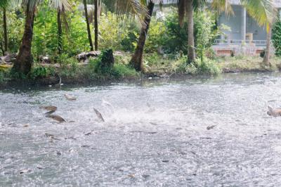 Kinh nghiệm nuôi cá cần lưu ý vào những ngày mưa