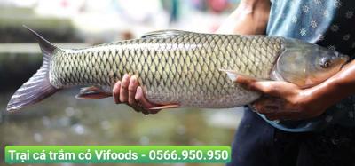 Kinh nghiệm nuôi cá trắm cỏ thương phẩm