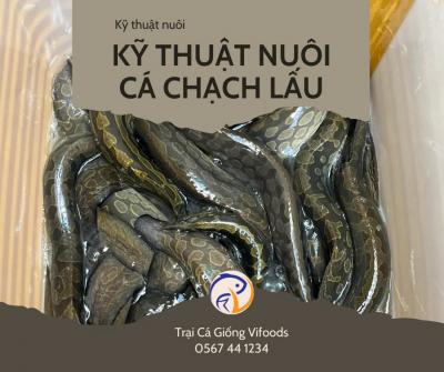 Kỹ thuật nuôi cá chạch lấu cho năng suất cao