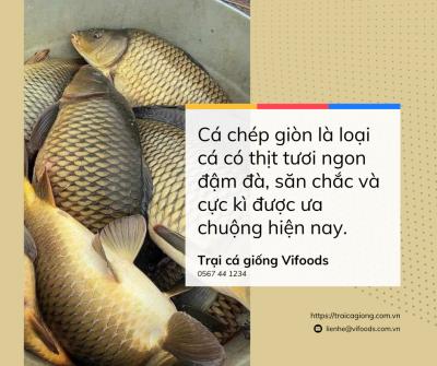 Kỹ thuật nuôi cá chép giòn bằng đậu tằm cho năng suất cao