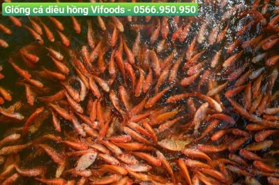 Kỹ thuật nuôi cá diêu hồng trong ao đất