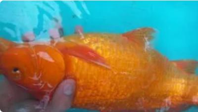 Kỹ thuật nuôi cá koi sinh sản, cách cho cá đẻ đến ương koi giống