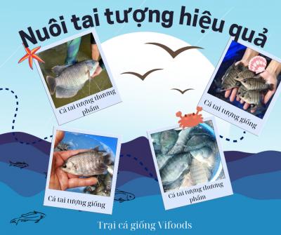 Kỹ thuật để  nuôi cá tai tượng hiệu quả