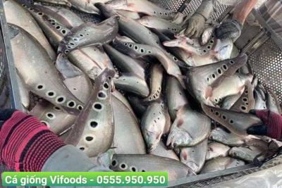 Kỹ thuật nuôi cá thác lác