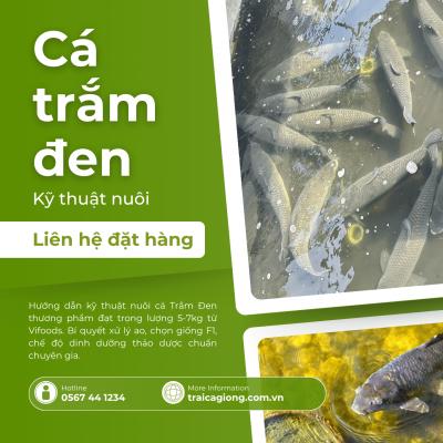 Kỹ thuật nuôi cá Trắm Đen thương phẩm: Bí quyết đạt trọng lượng 5-7kg sau 12 tháng
