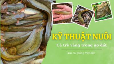 Kỹ thuật nuôi cá trê vàng thương phẩm trong ao đất