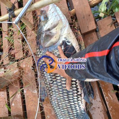  Làm giàu từ mô hình nuôi Cá Hô - Dòng cá lớn nhất trong họ cá chép 