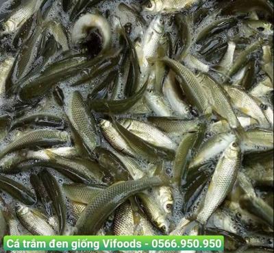 Mua cá trắm đen giống ở đâu 2023?