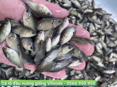 Nguyên liệu thức ăn cho cá giống