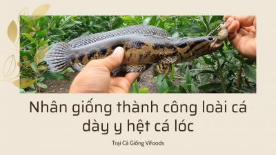 Nhân giống thành công loài cá dày y hệt cá lóc, bảo tồn loại cá tự nhiên đặc sản