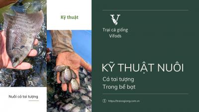 Nuôi cá tai tượng trong bể bạt: Đầu tư ít, thu nhập ổn định, dễ dàng quản lý