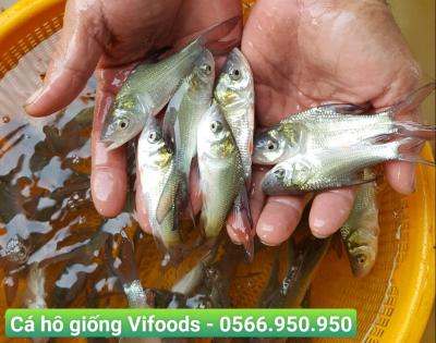 Quy trình nuôi cá hô giống chuẩn