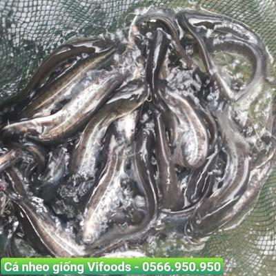 Quy trình nuôi cá nheo thương phẩm