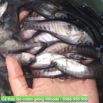 Quy trình nuôi cá thác lác cườm thương phẩm