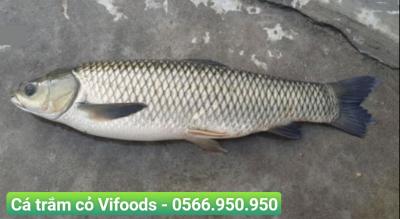 Quy trình nuôi cá trắm cỏ giống