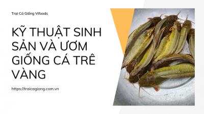 Quy trình sinh sản và ương giống cá trê vàng