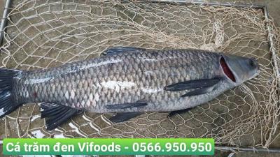 Thức ăn cho cá trắm đen