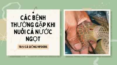 Tổng hợp các bệnh thường gặp khi nuôi cá nước ngọt