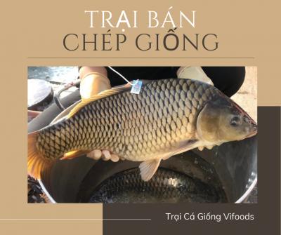 Trại bán cá chép giống chất lượng cao