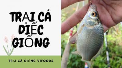 Trại cá diếc giống - Trại cá giống