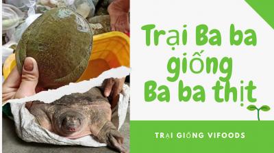 Trại cung cấp ba ba giống, ba ba thịt 