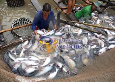 Việt Nam là nguồn cung duy nhất loài cá xếp vị trí thứ tư trong menu cá thịt trắng được ưa thích ở Trung Quốc