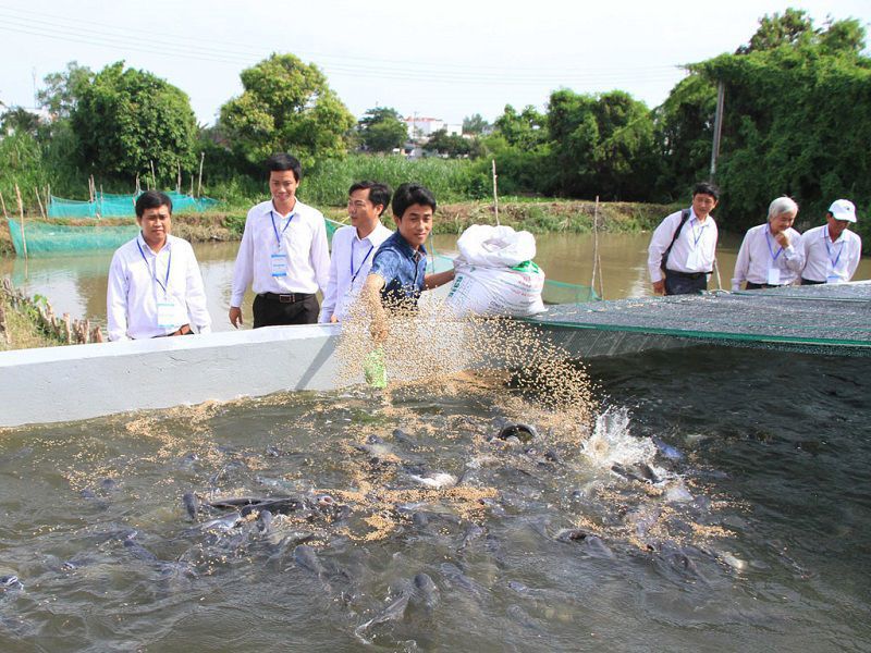 kỹ thuật nuôi cá lóc