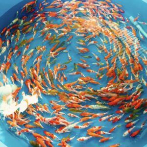 koi size nhỏ giá từ 10-50k