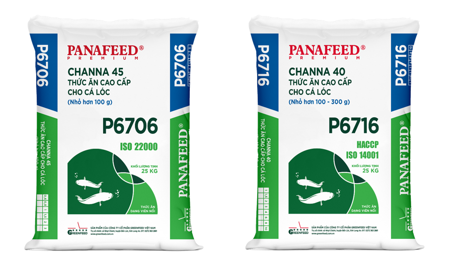 Thức ăn cao cấp dùng cho cá lóc của GREENFEED – nhãn hiệu PANAFEED