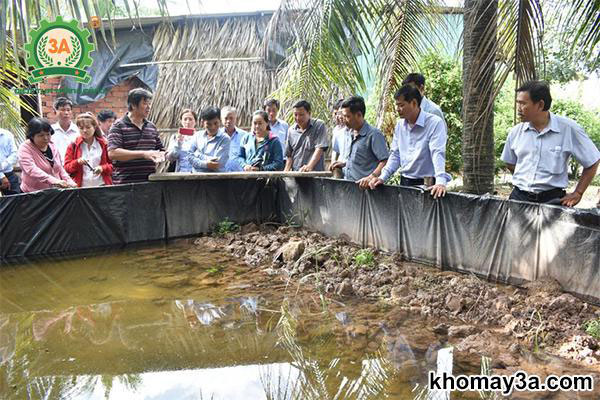 kỹ thuật nuôi cá lóc trong bể lót bạt