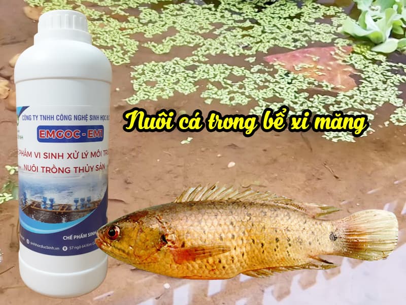 Cách nuôi cá rô đồng trong bể xi măng chuẩn kỹ thuật